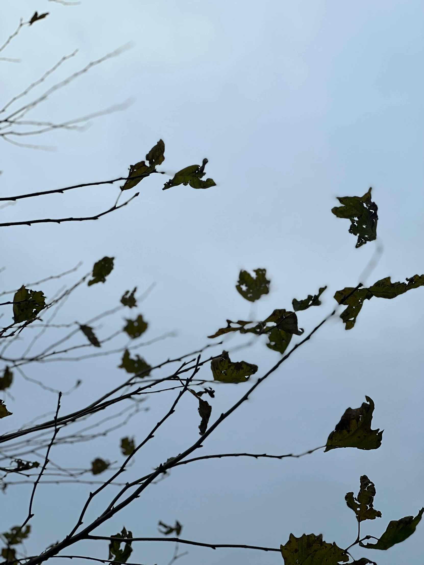 a bird is perched on a tree nch