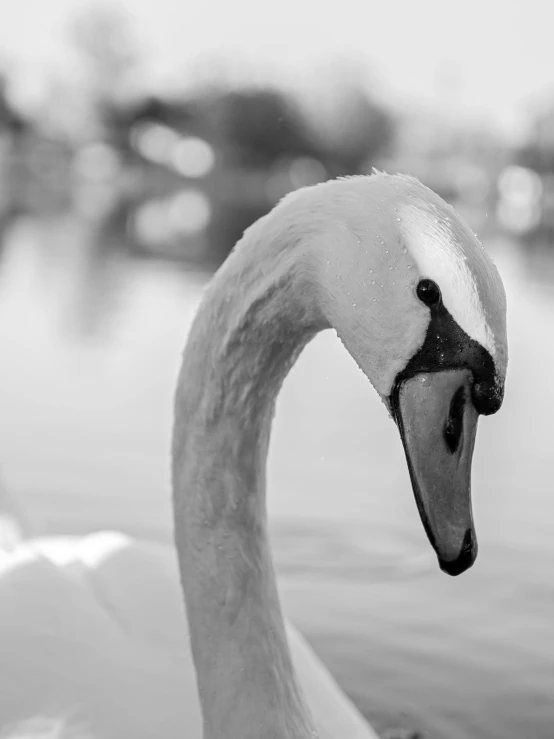 a black and white po of a swan