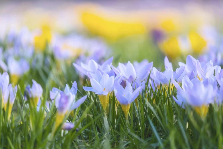 closeup of a green field with purple and yellow crocssis