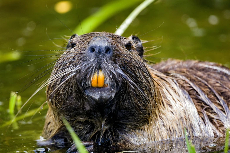 an animal with wet fur and orange colored eyes in a lake