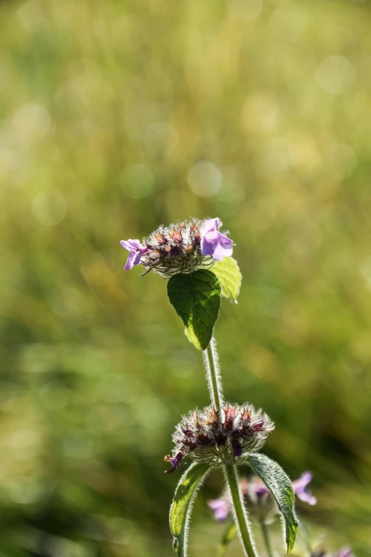 a small purple flower with long stem