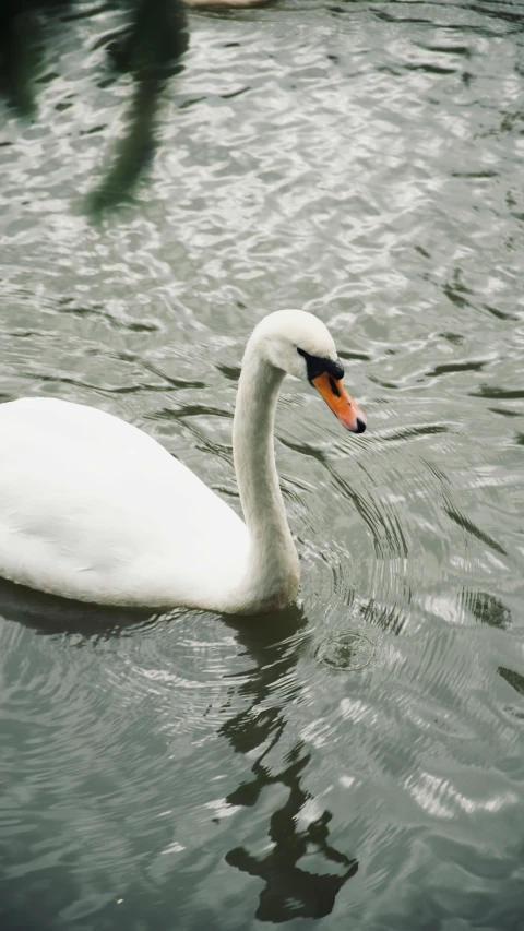 a swan is swimming in the water near a bush