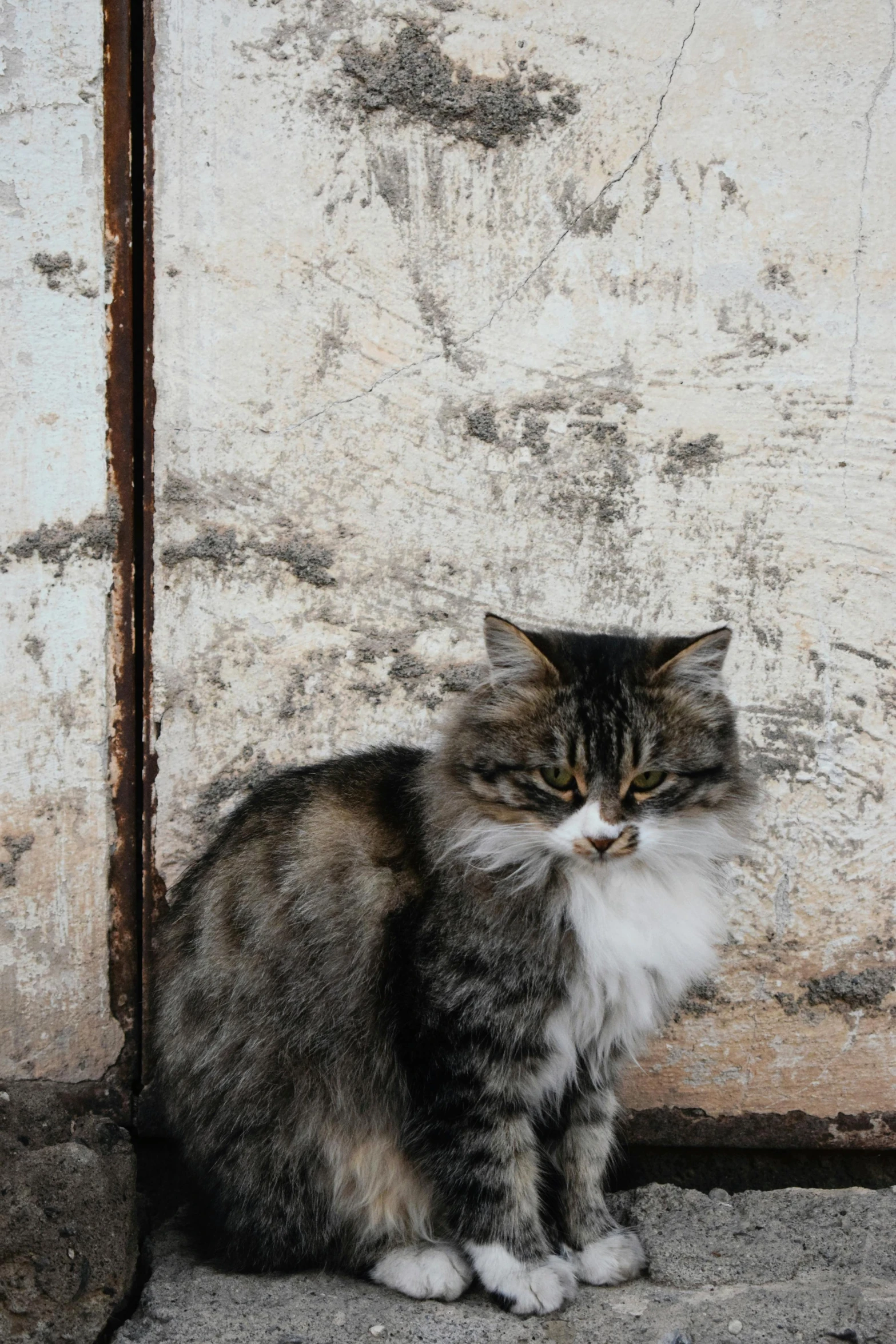 there is a cat that is sitting down on the ground