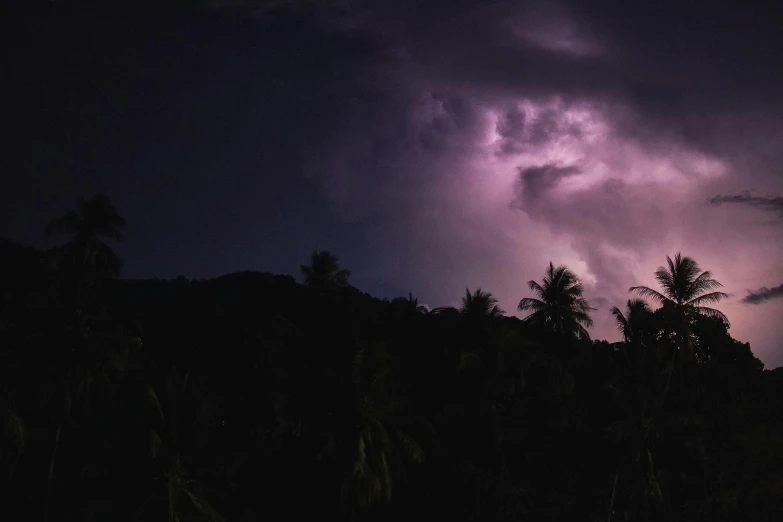 a field of trees with a dark sky in the background