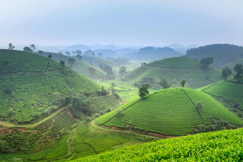 green hilly farm fields are depicted in this landscape