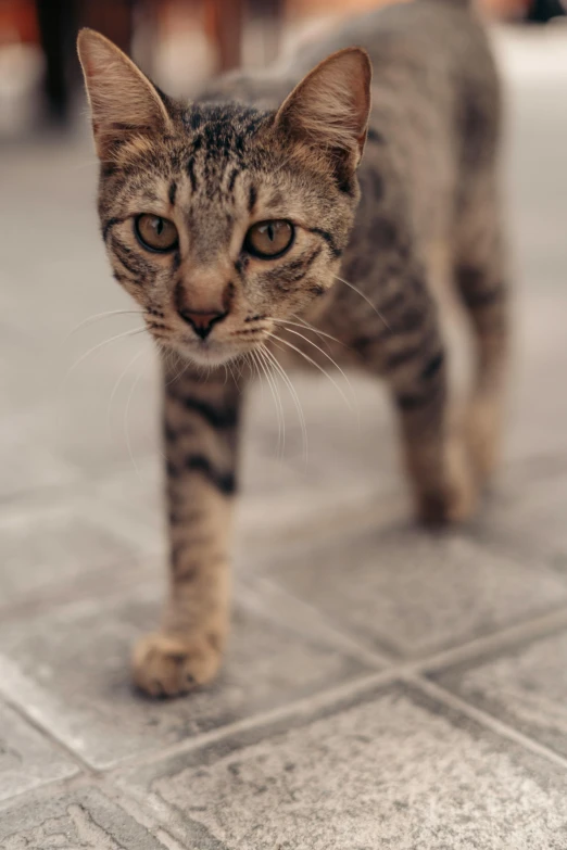 a cat standing on top of a stone floor