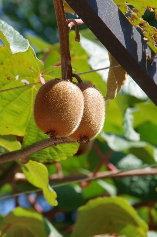 two kiwi fruit ripen on a tree nch