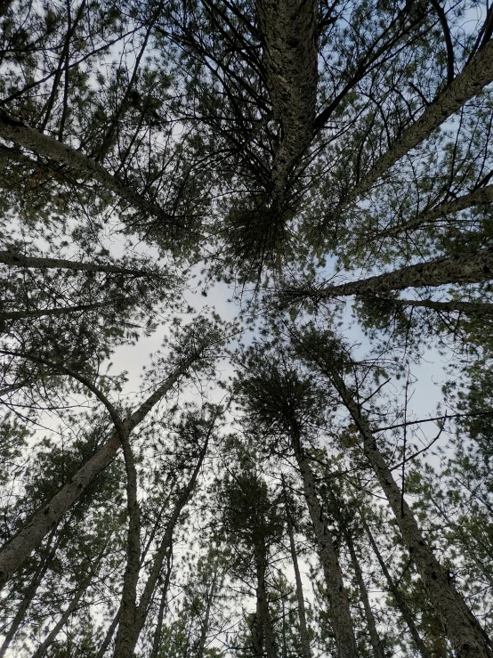 looking up at the sky in a forest with tall trees
