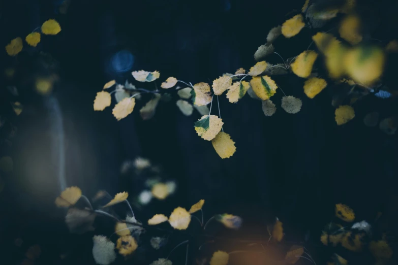 yellow leaves are hanging down on a tree