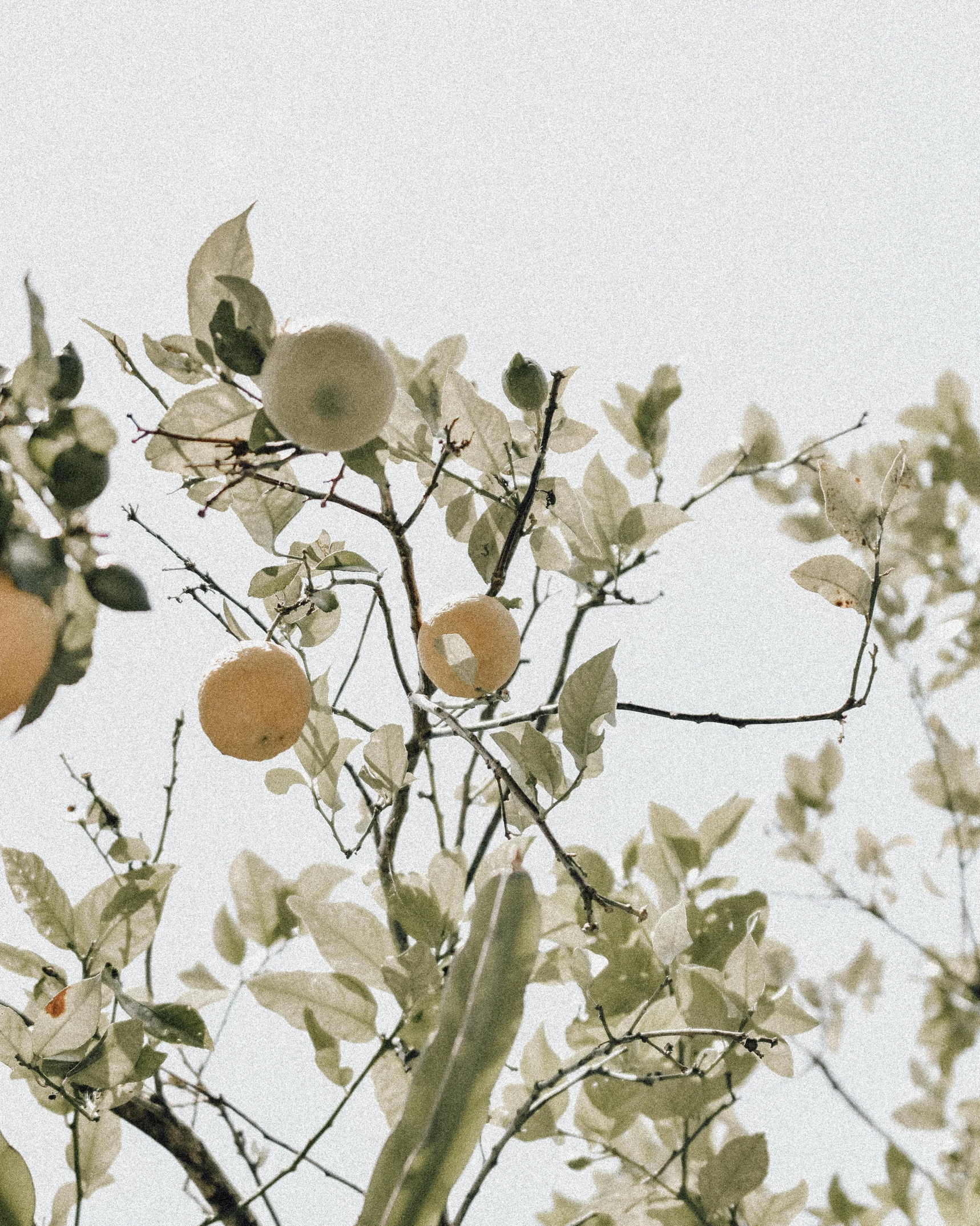 an orange tree with fruit on it, during the day