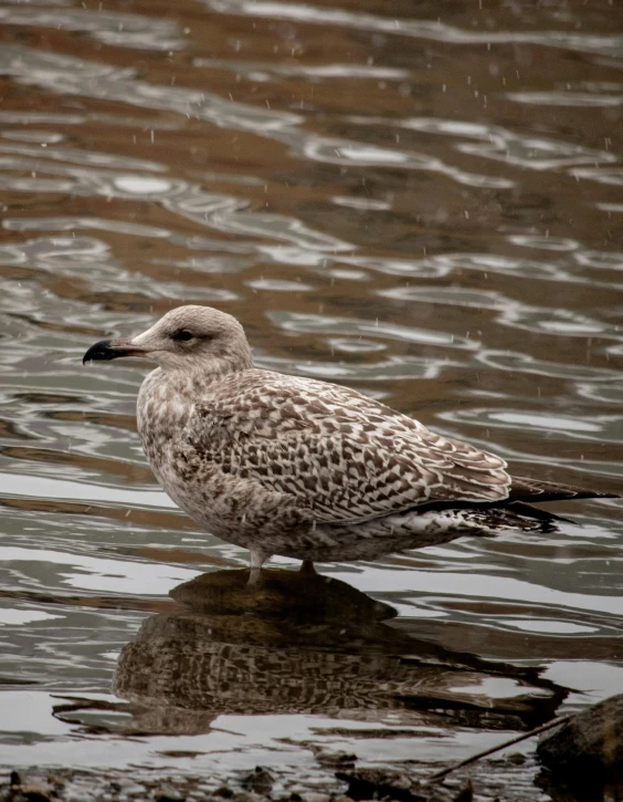 a white seagull sits on the water's edge