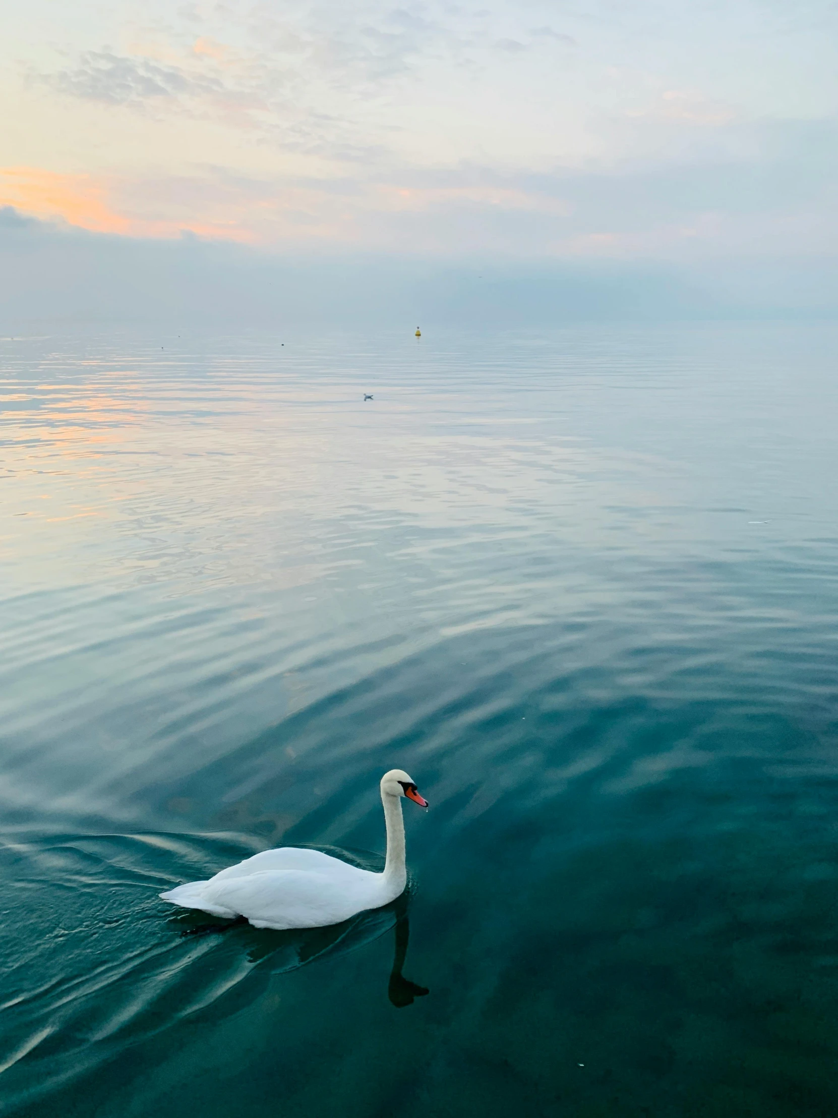 a white duck is in the water at sunset