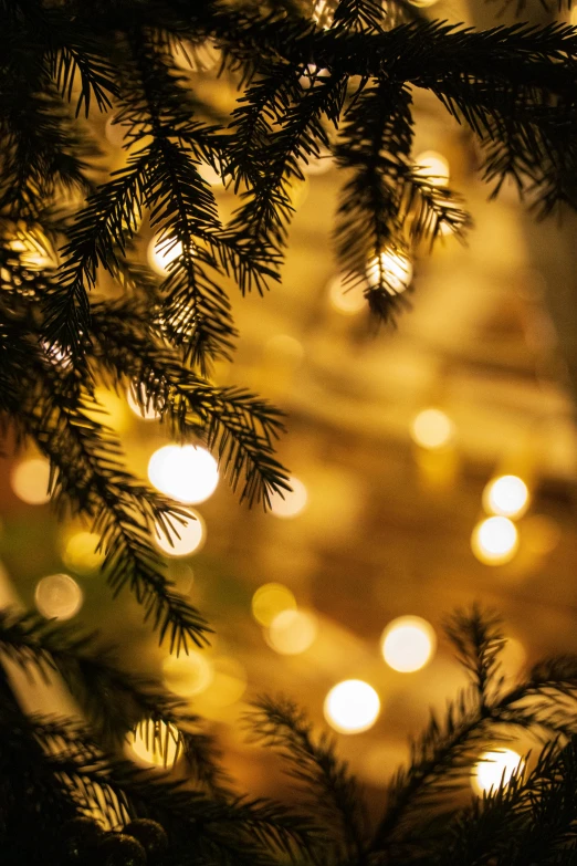 a pine tree with the lights of other lights in the background