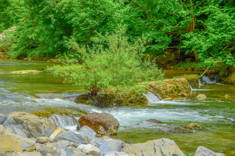 a stream running through a forest filled with rocks