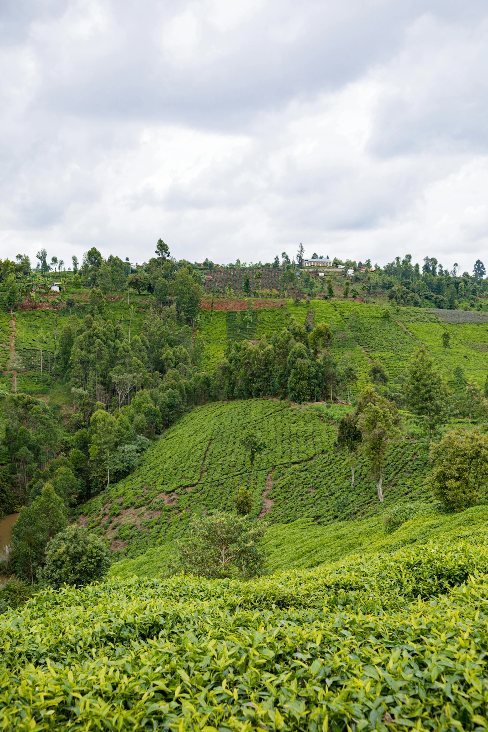 lush green hills and green trees in a landscape