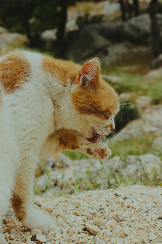 an orange and white cat on a rocky ground with his teeth