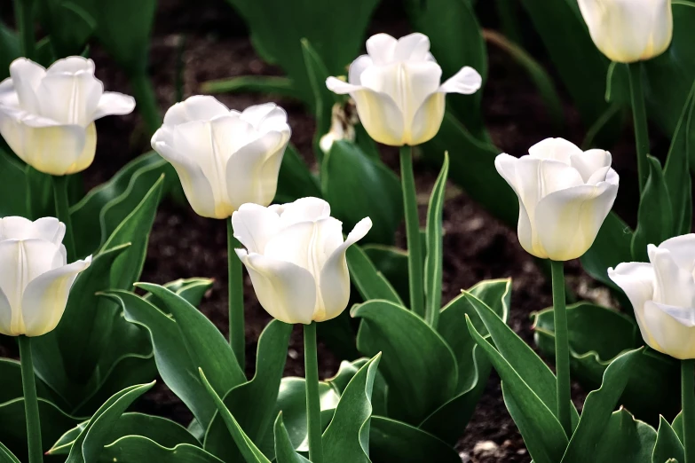 white tulips are seen in this garden