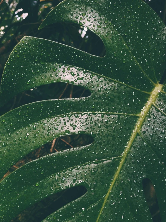 a large green leaf with water drops on it