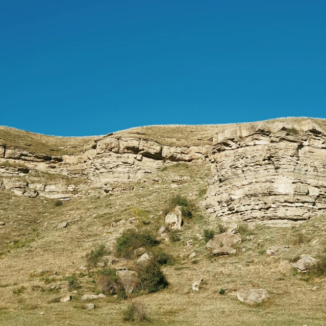 a ze standing on top of a dry grass covered hillside