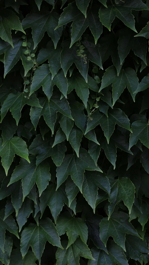 a large bush that has green leaves growing on it