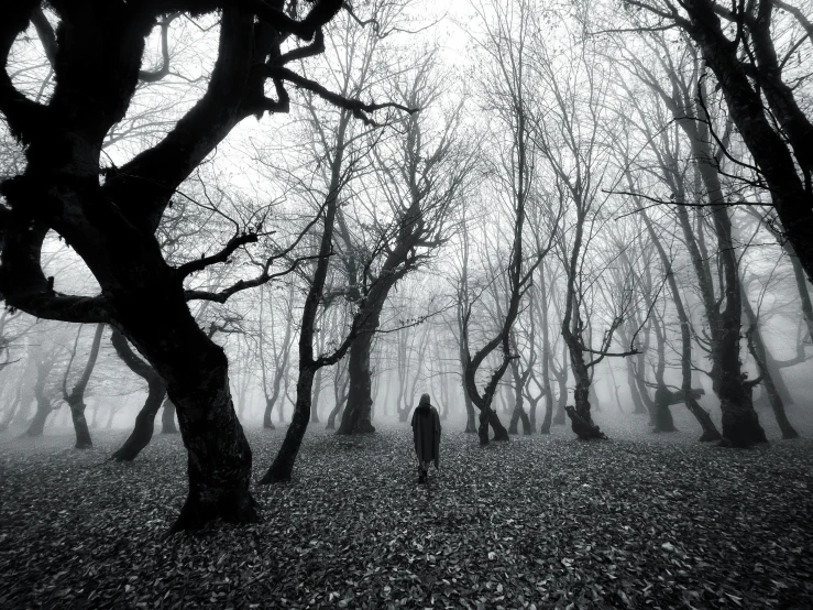 a black and white po with several trees on the side of it