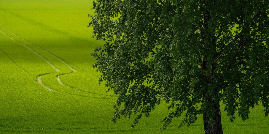 the green field is ready to be plowed