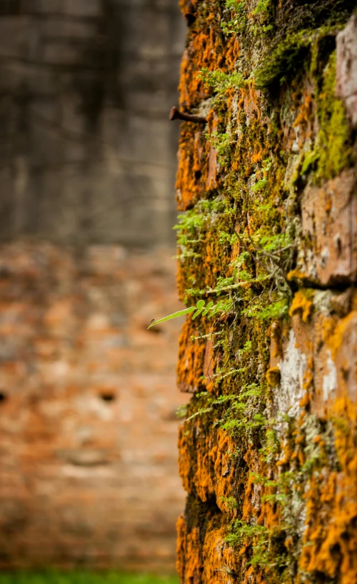 moss growing up the side of an old stone wall