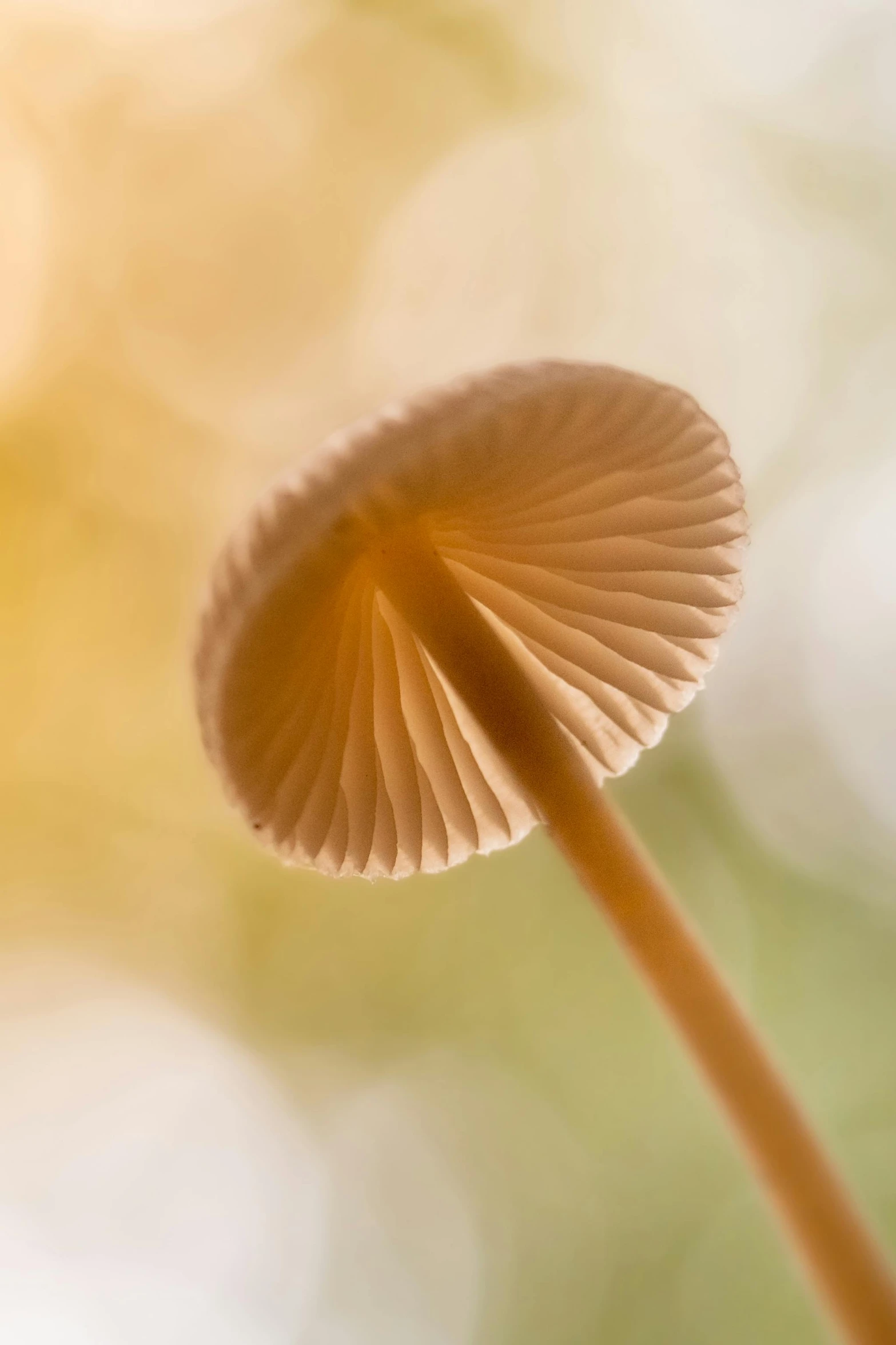 a mushroom that has long stem has very thin, pale - colored caps