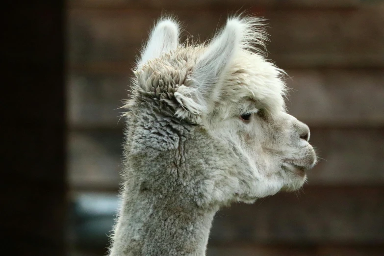 a closeup s of a lama staring at the camera