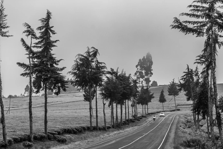 the road to nowhere is lined with lots of trees