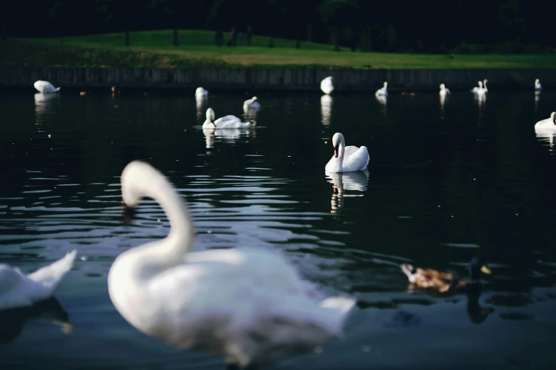 swans and other water fowls gathered in a lake
