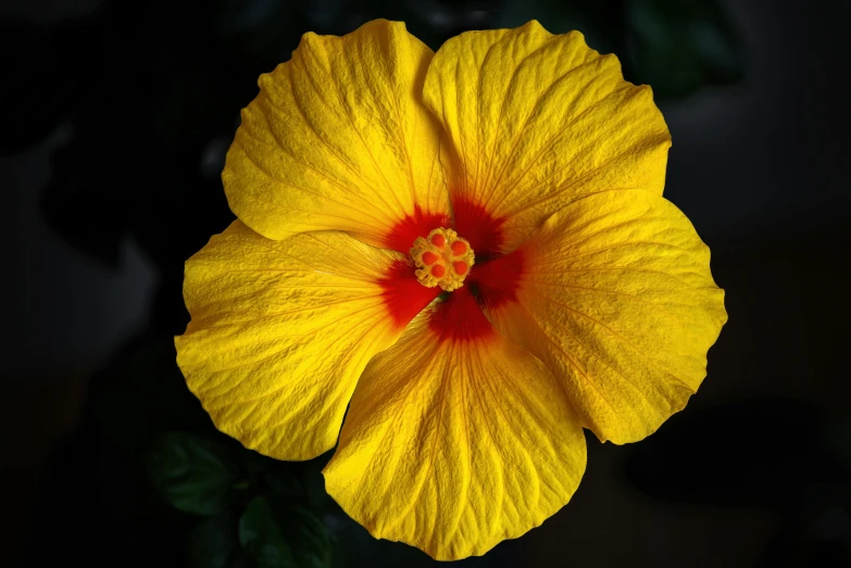 a close up s of a yellow flower