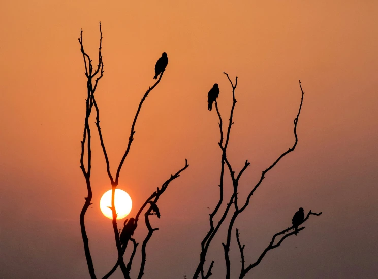 several birds sitting in the nches of a tree