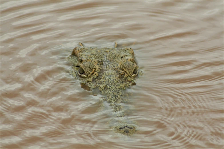 a close up of a small animal floating in water