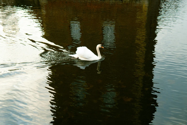 there is a swan that is swimming on the water