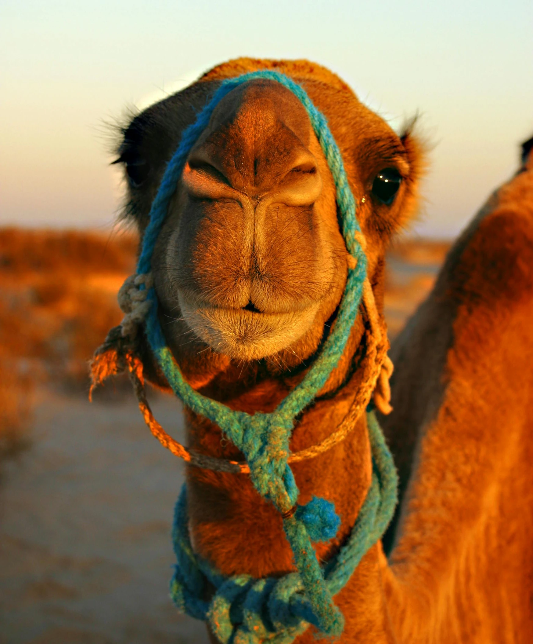 a brown camel with blue head ring and rope around his neck