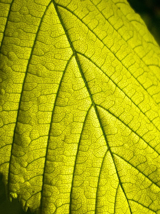 the structure of a leaf is shown in green