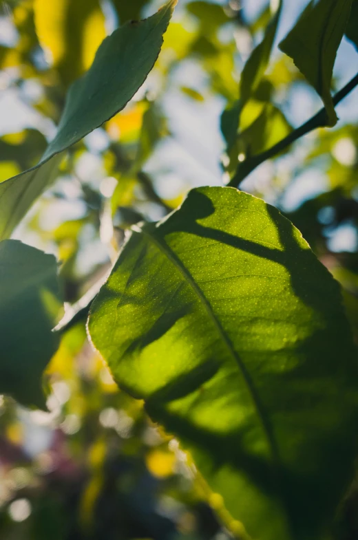 a green leaf on top of a tree nch