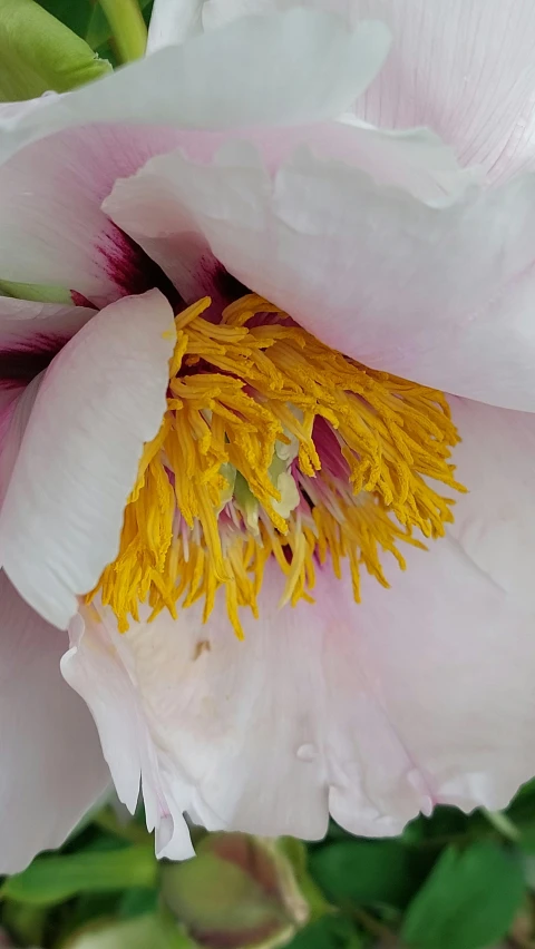 a pink flower with yellow stamen in its center