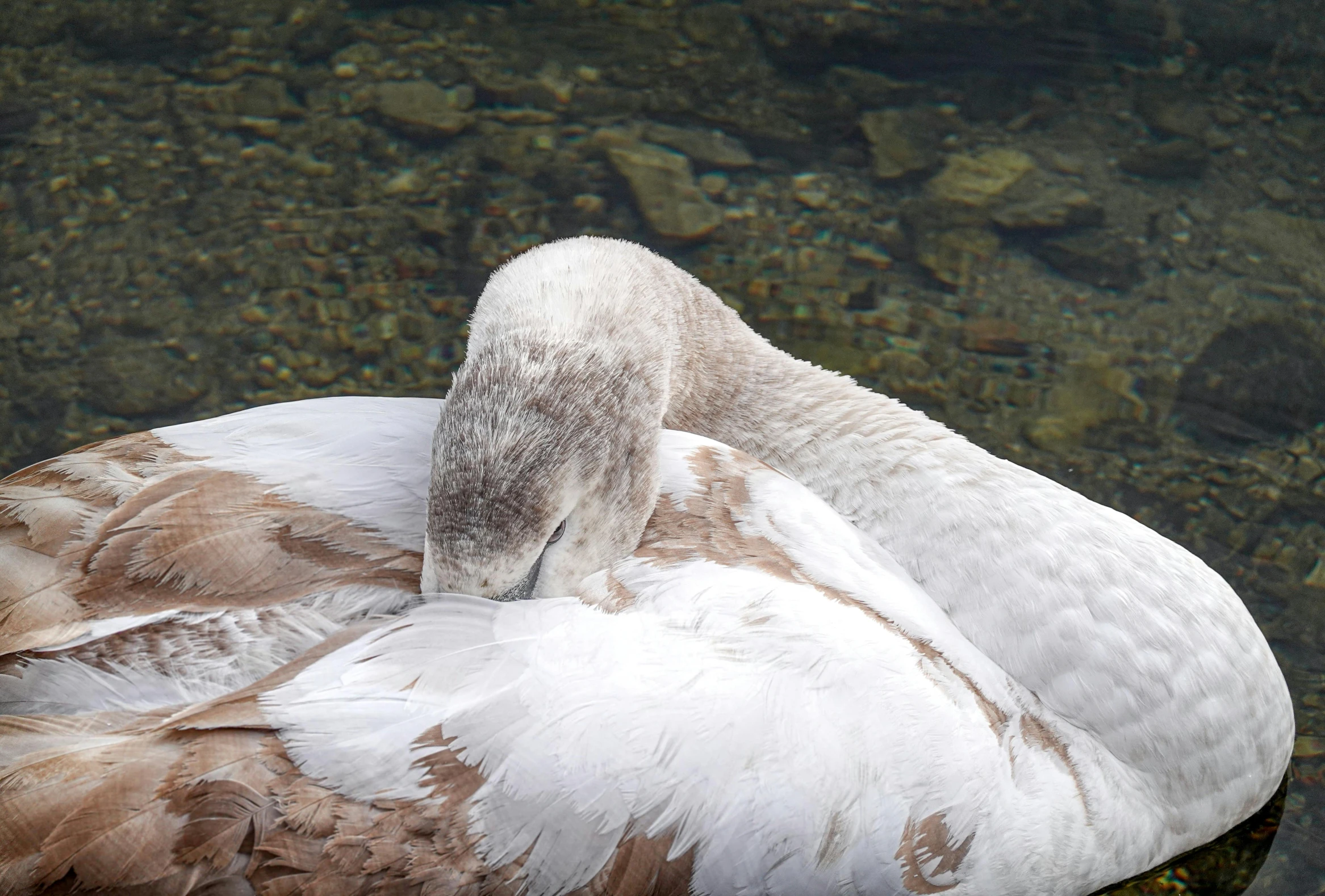 a very large bird sitting alone in some water