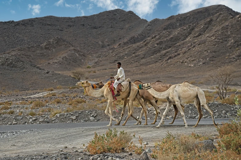 two camels being ridden by a person near mountains