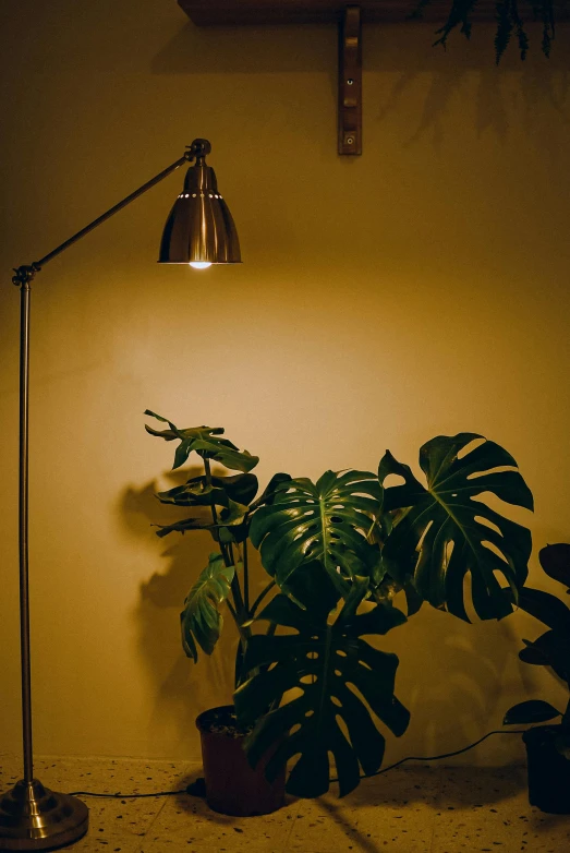a black lamp is next to a green plant