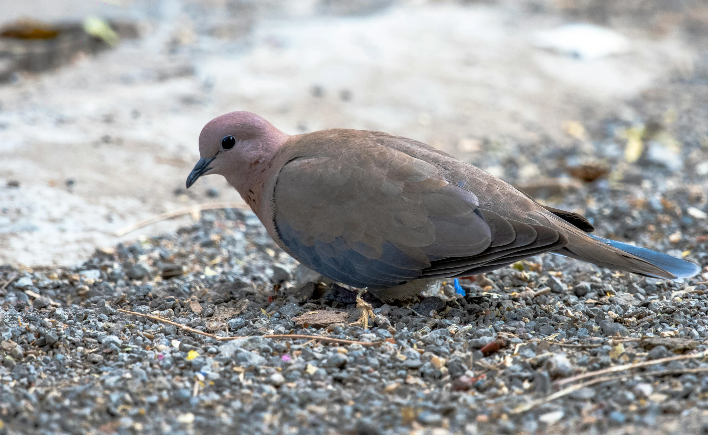 a small bird walking in the sand near the ground