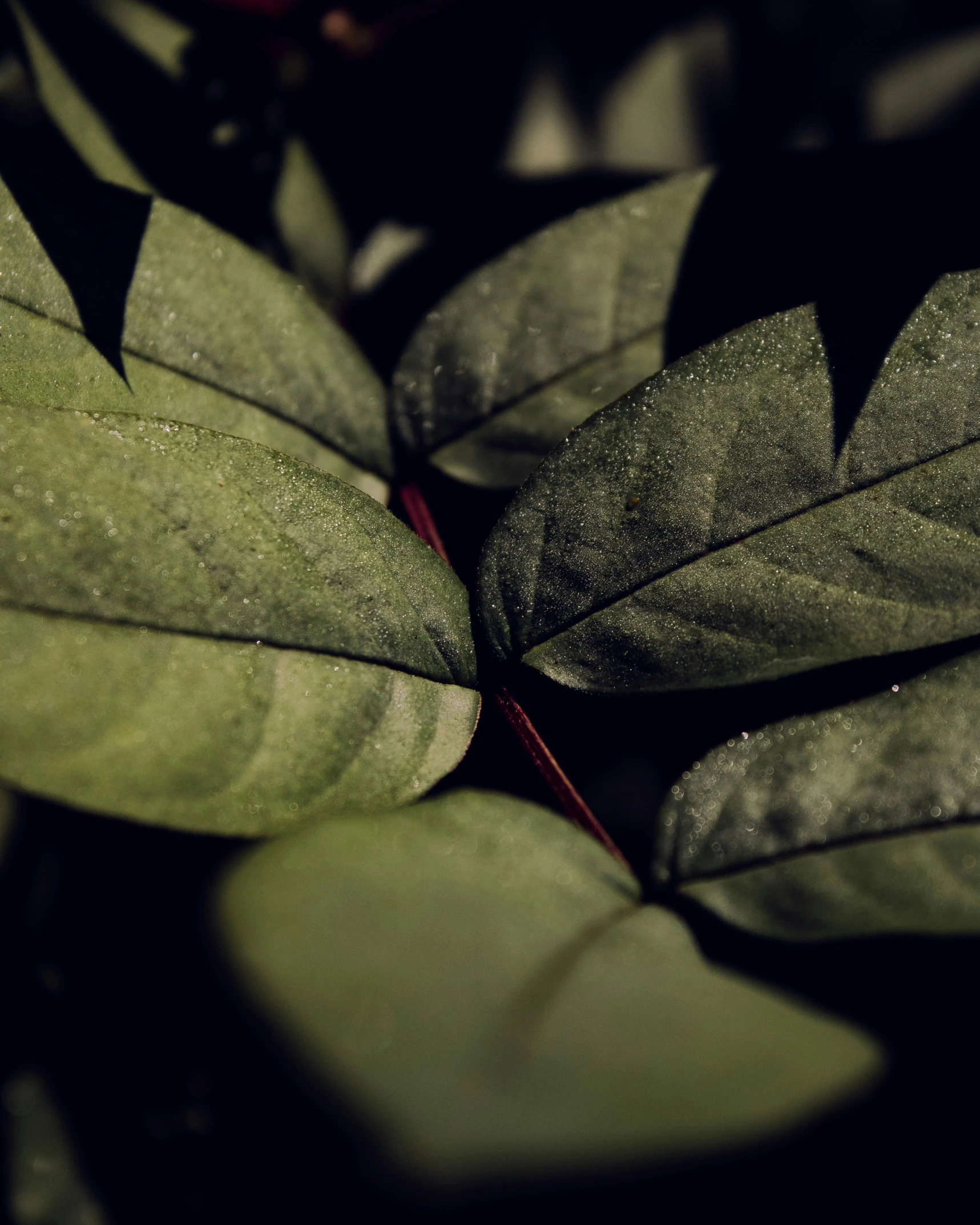 a close up of a plant with lots of leaves