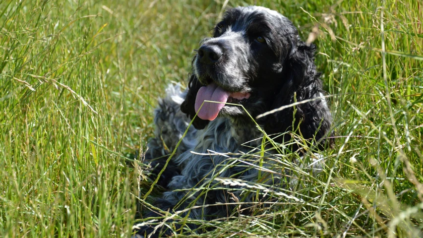 a black dog laying down in a field