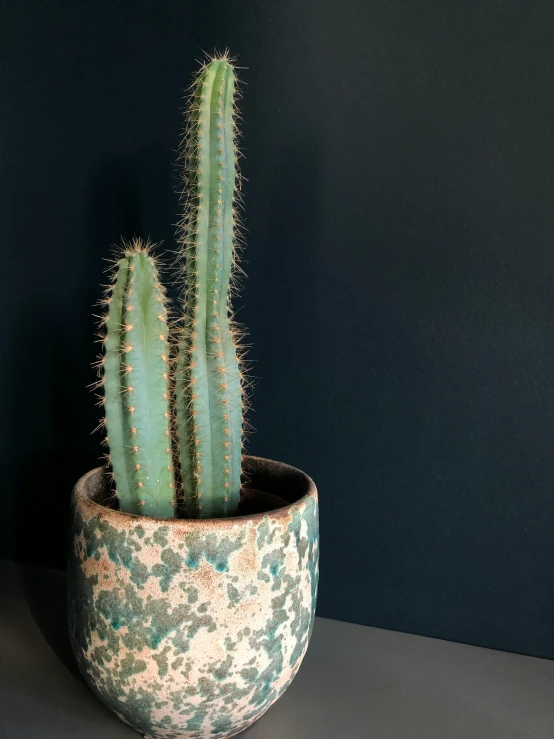 a cactus with two leaves in a decorative ceramic pot