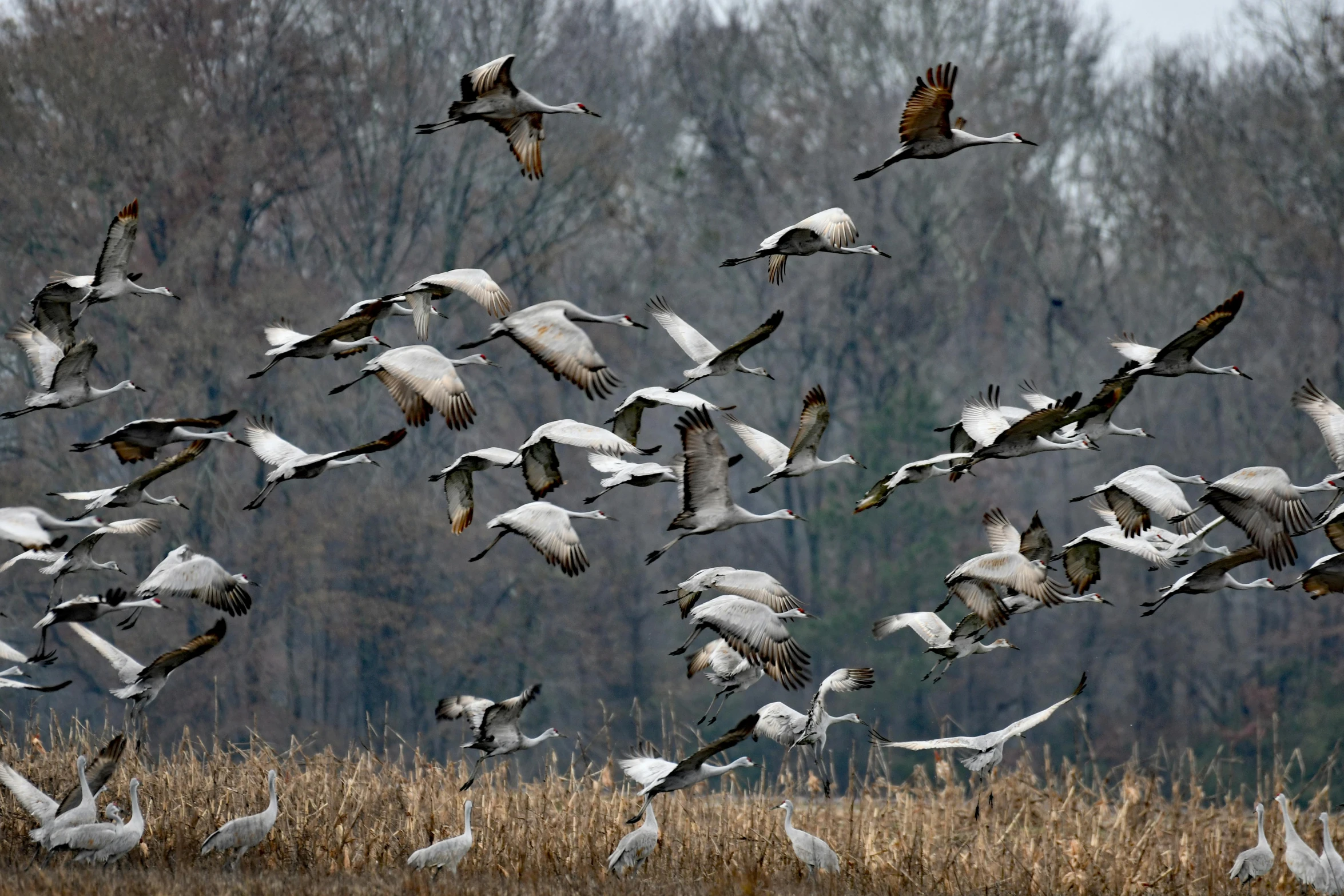 there are many white birds that can be seen in this po