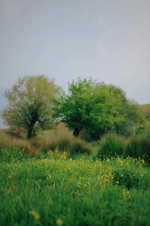 yellow flowers growing in green grass by the woods