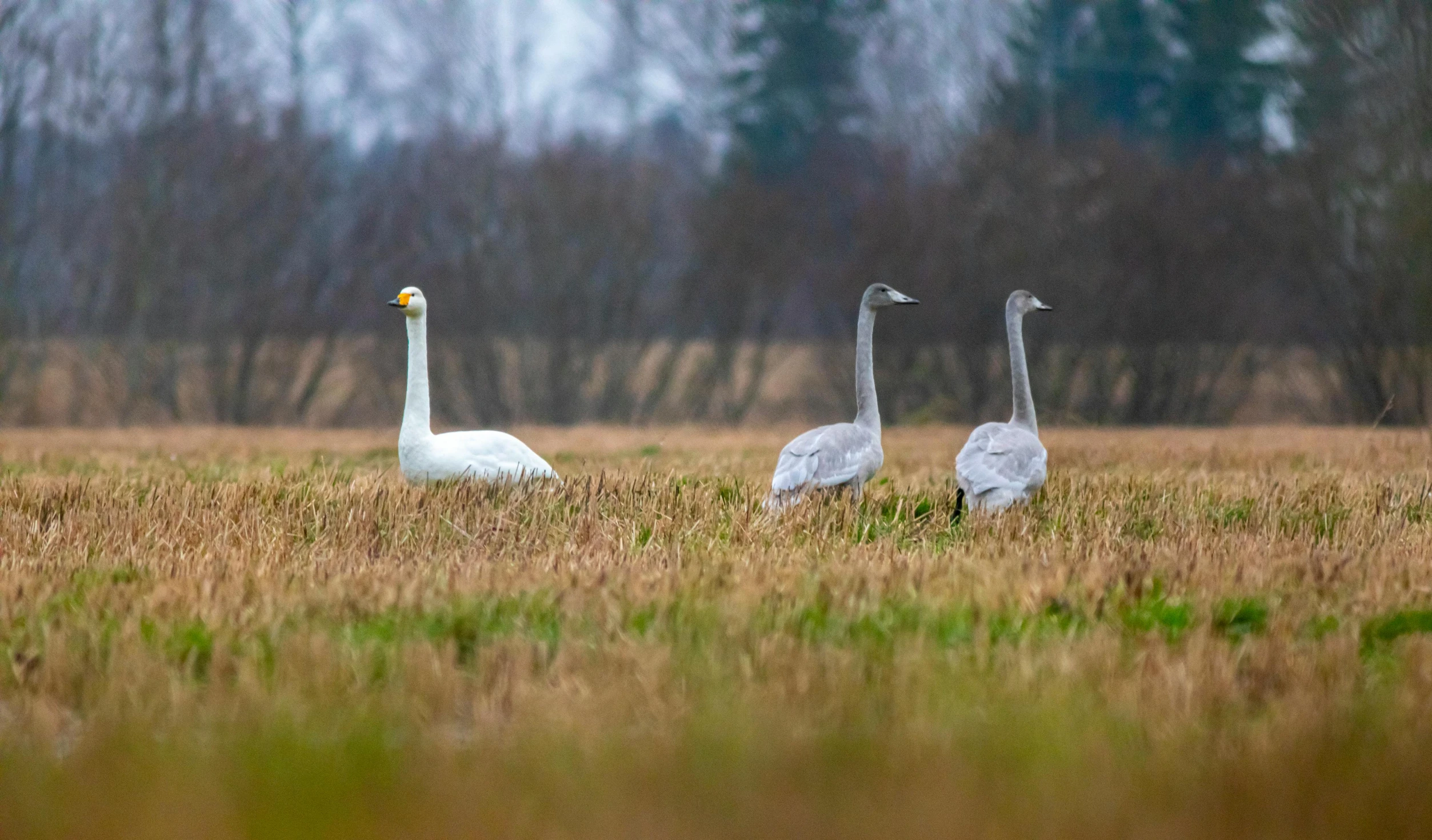 three white swans in a grassy field