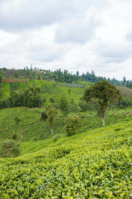 a view of a mountain with tea plants and trees